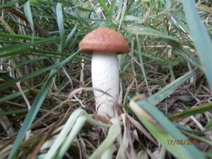 Klikni pro velký obrázek