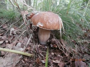 Klikni pro velký obrázek