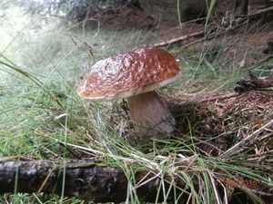 Klikni pro velký obrázek