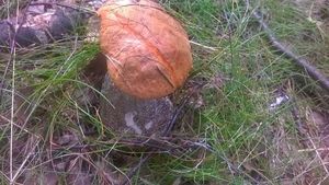 Klikni pro velký obrázek