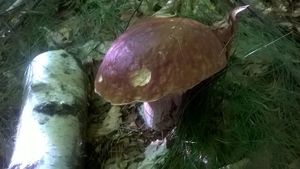 Klikni pro velký obrázek