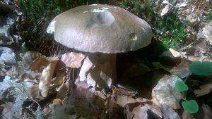 Klikni pro velký obrázek