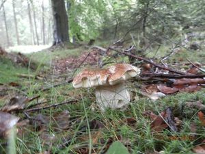 Klikni pro velký obrázek