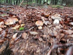 Klikni pro velký obrázek