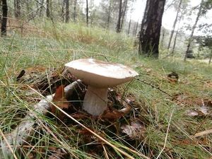 Klikni pro velký obrázek