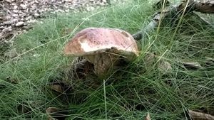 Klikni pro velký obrázek