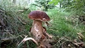 Klikni pro velký obrázek