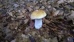 Klikni pro velký obrázek