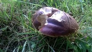 Klikni pro velký obrázek