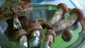 Klikni pro velký obrázek