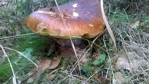 Klikni pro velký obrázek