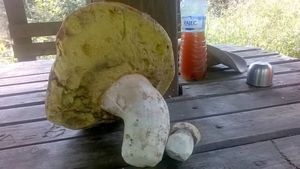 Klikni pro velký obrázek