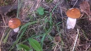 Klikni pro velký obrázek