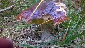 Klikni pro velký obrázek