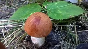 Klikni pro velký obrázek