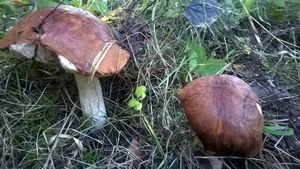 Klikni pro velký obrázek