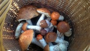 Klikni pro velký obrázek