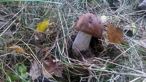 Klikni pro velký obrázek