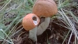 Klikni pro velký obrázek