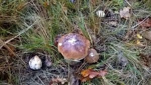 Klikni pro velký obrázek