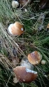 Klikni pro velký obrázek