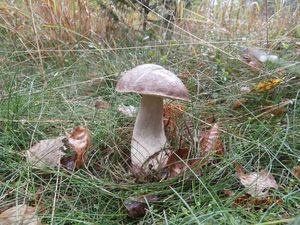 Klikni pro velký obrázek