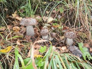 Klikni pro velký obrázek