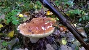 Klikni pro velký obrázek