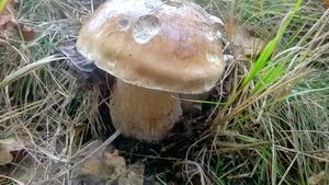 Klikni pro velký obrázek