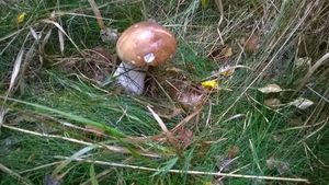 Klikni pro velký obrázek