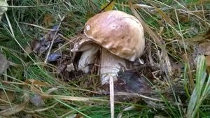 Klikni pro velký obrázek