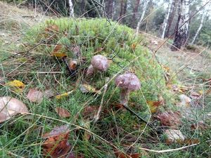 Klikni pro velký obrázek