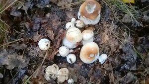 Klikni pro velký obrázek