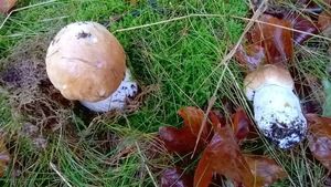 Klikni pro velký obrázek