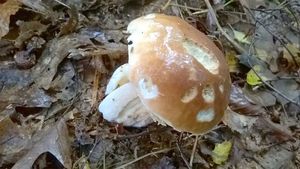 Klikni pro velký obrázek