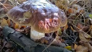 Klikni pro velký obrázek