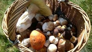 Klikni pro velký obrázek