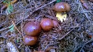 Klikni pro velký obrázek