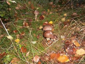 Klikni pro velký obrázek