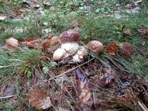 Klikni pro velký obrázek