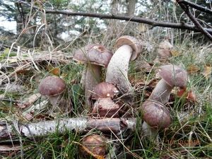 Klikni pro velký obrázek