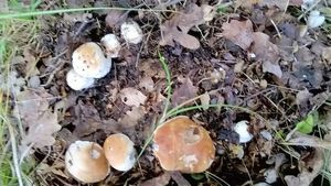 Klikni pro velký obrázek