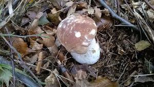 Klikni pro velký obrázek