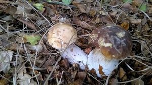 Klikni pro velký obrázek