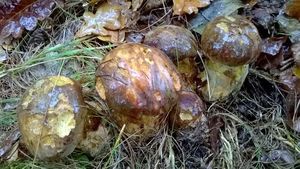 Klikni pro velký obrázek