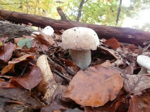 Klikni pro velký obrázek