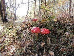 Klikni pro velký obrázek