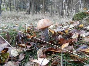 Klikni pro velký obrázek