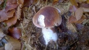 Klikni pro velký obrázek