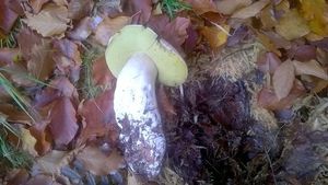 Klikni pro velký obrázek